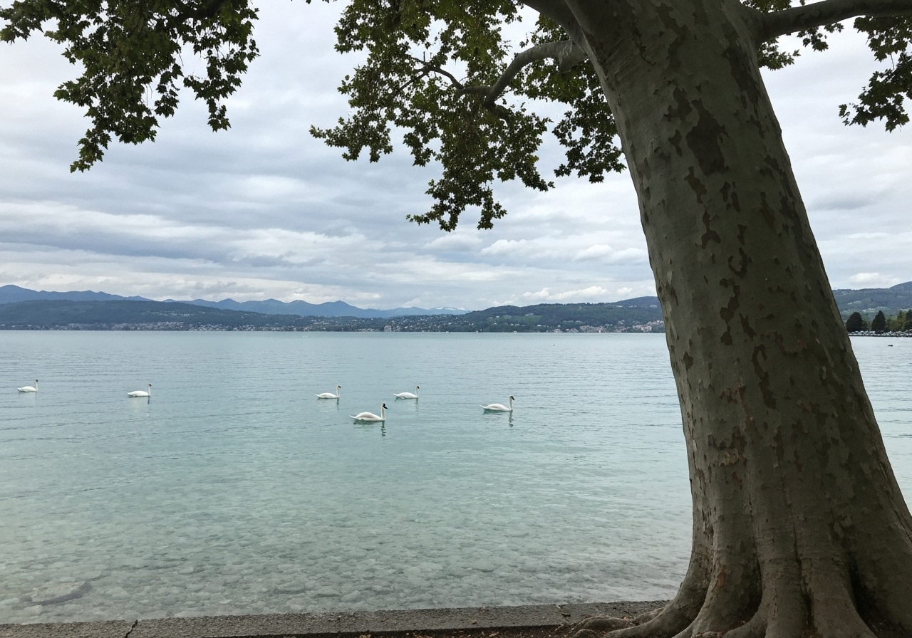 A lakeside view at Lake Annecy, France, taken from the Jardins de l'Europe. The water is clear and turquoise, with a few swans gliding in the distance. In the foreground, the massive trunk of an old plane tree is partially visible, slightly out of focus. The mountains are visible across the lake under a cloudy sky. The photo looks like a quick, authentic snapshot