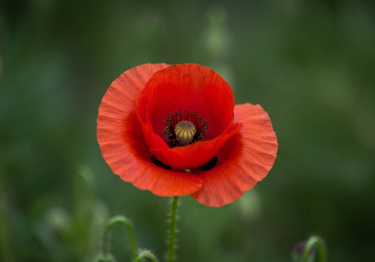 A close-up, slightly blurry shot taken from a hotel balcony in Rhodes, showing heavy rain falling on narrow cobblestone streets of the Old Town. Water is visibly running down the ancient stone buildings, creating a moody, atmospheric scene. Focus is on the texture of wet stone and the falling rain, handheld smartphone aesthetic