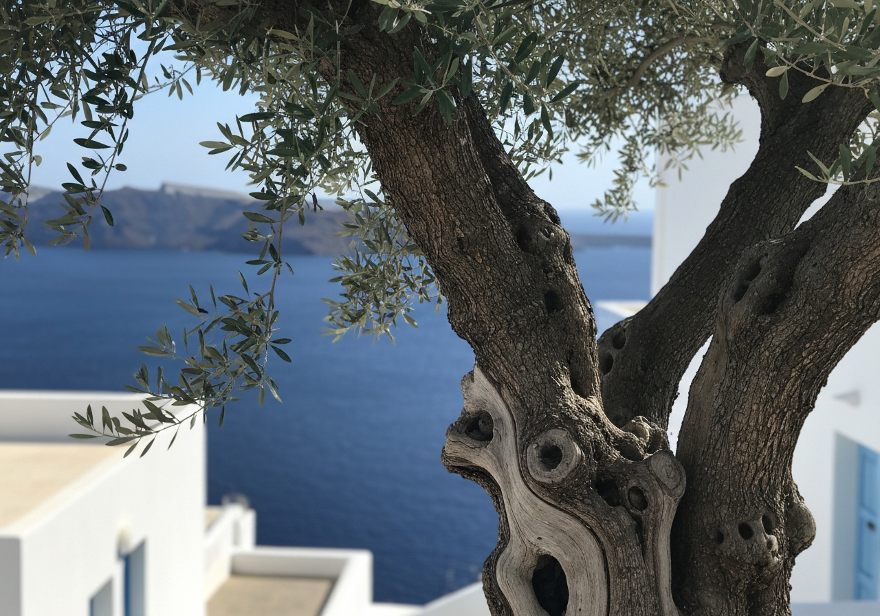 A close-up, slightly angled shot taken with a smartphone of a weathered, gnarled olive tree trunk with sparse green leaves, set against a backdrop of a blurred white Cycladic building and a sliver of deep blue Aegean sea. The lighting is natural, with some dappled sunlight. Shot from a low perspective, emphasizing the tree's resilience